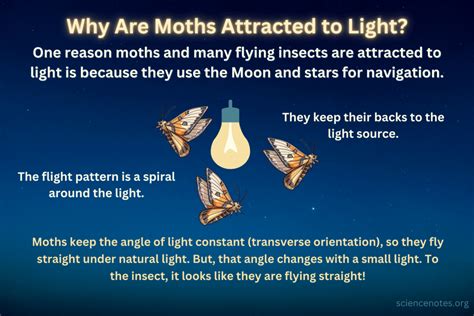 Why Are Moths Attracted to Light? Insect Phototaxis