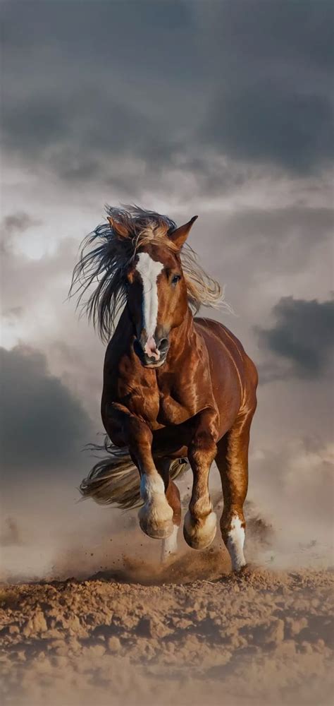 537 Running Horse Wallpaper Hd Free Download Images - MyWeb