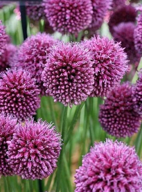 Allium Seed Species Varieties: acutiflorum ampeloprasum | Etsy