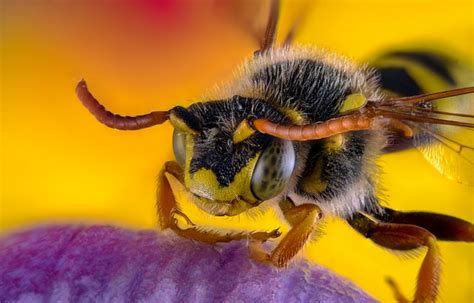 Bees Sense Fear: Can They Really Tell When We’re Afraid? – Healthy ...