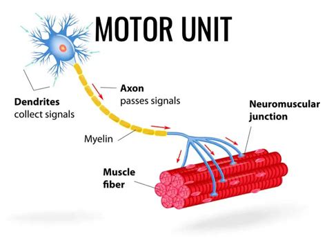 Neuromuscular Coordination: What is it? And how to improve it?