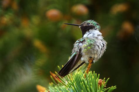 Broad-Tailed Hummingbird : Broad-Tailed Hummingbird (Selaphorus platycercus) - Estes Park ...