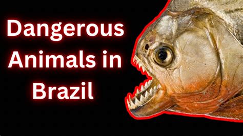 Dangerous Animals in Brazil - YouTube