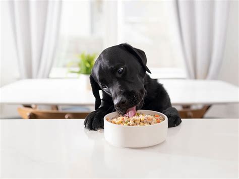 8 Best Fresh Food Delivery Services For Dogs · The Wildest