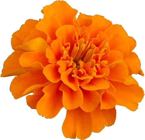 Mexican marigold Flower Pot marigold Plant Household Insect Repellents ...