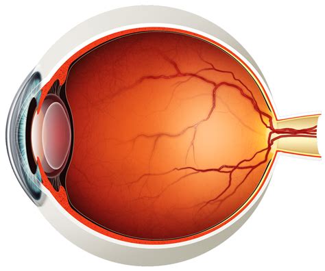 The Eye | Retina & Macula | Cataract & Glaucoma