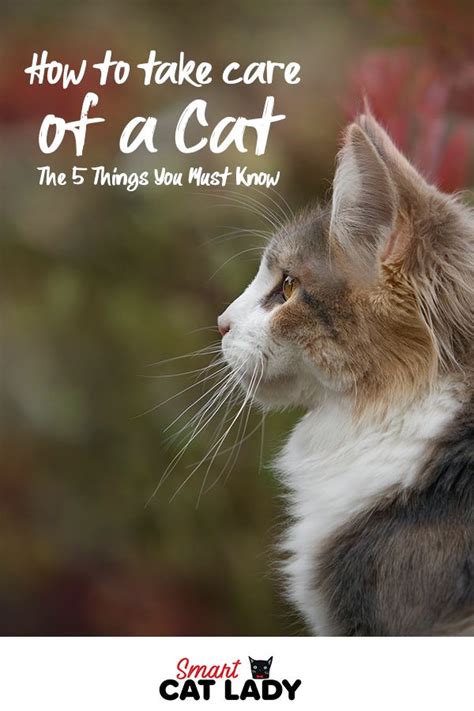 Pin on Cat Care Tips