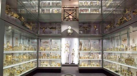 Hunterian Museum - The Royal College of Surgeons of England - Museo ...