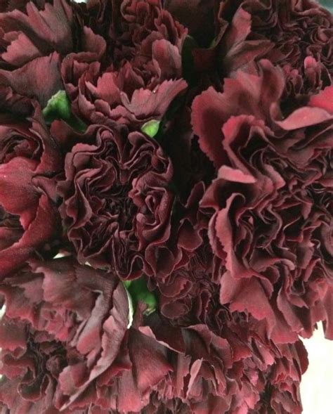 Deep Maroon Carnations | Red flowers, Florist supplies, All flowers