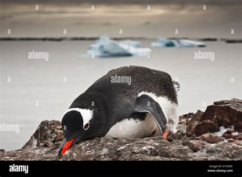 black and white penguin in Antarctica Stock Photo - Alamy