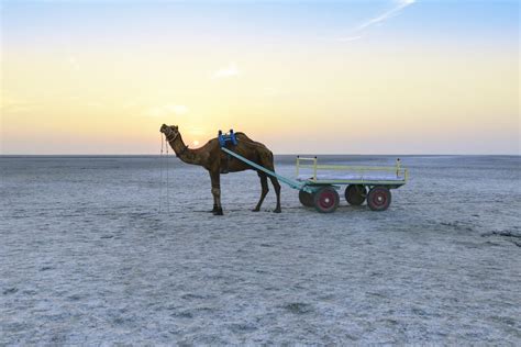 White Desert of Kutch | Bhuj - What to Expect | Timings | Tips - Trip ...