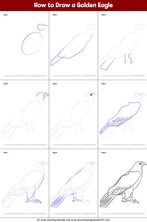 How to Draw a Golden Eagle printable step by step drawing sheet : DrawingTutorials101.com