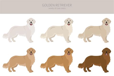 A lot of Golden Retrievers aren’t golden. | Chipper & Coco