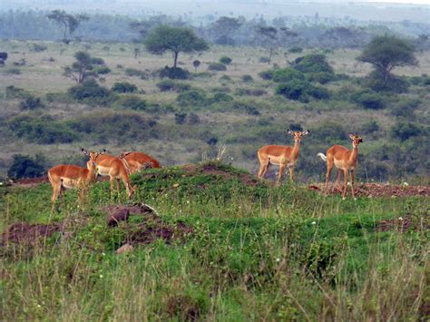 Top 5 Nairobi Wildlife Sights - Kenyan Moments