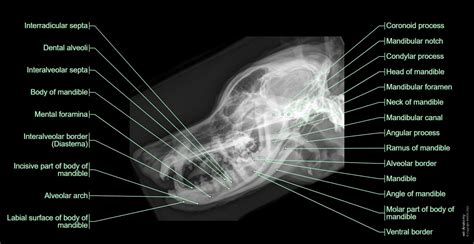 Radiographs of the dog: normal anatomy | vet-Anatomy