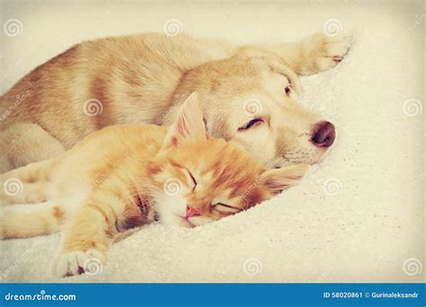 Kitten and puppy sleeping stock image. Image of embracing - 58020861