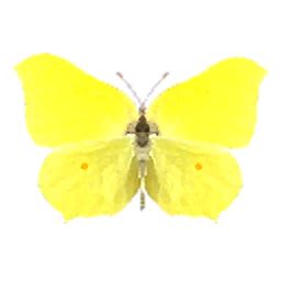 Brimstone Butterfly - Hokko Life Wiki