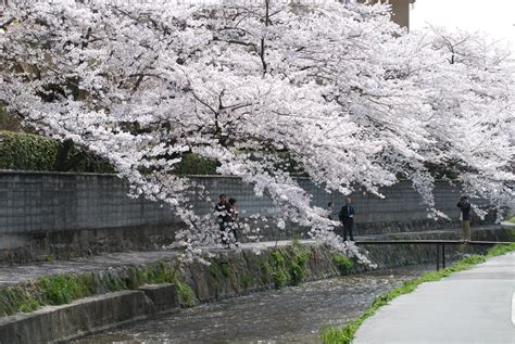 Kyoto Photo: Trees Heavy With Cherry Blossoms In Northern Higashiyama ...