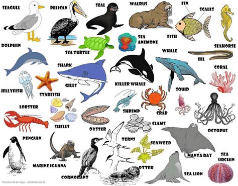 Sea Animals – English Vocabulary – Materials For Learning English