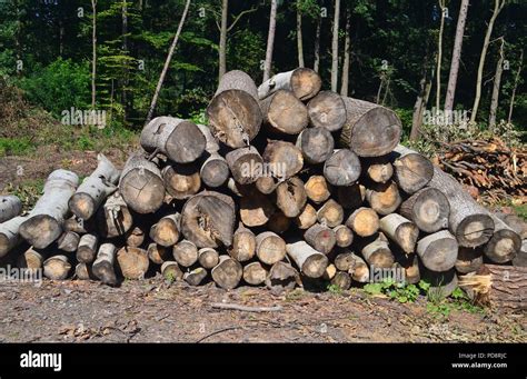 Cutted trees in forest Stock Photo - Alamy