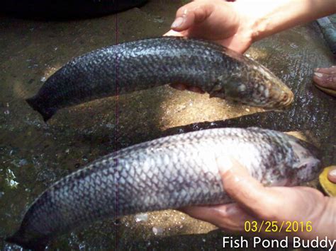 Fish Pond Buddy: How to Clean Mudfish ("Dalag")