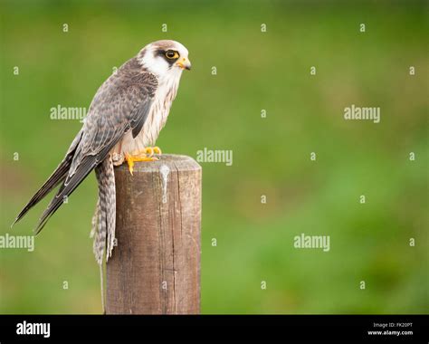 Kestrel bird of prey Stock Photo - Alamy