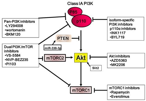 Cancers | Free Full-Text | The Role of PI3K/Akt/mTOR Signaling in ...