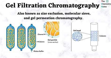 Gel Filtration Chromatography: Principle, Procedure, Applications, Limitations