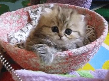 Kitten GIF - Find & Share on GIPHY