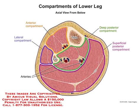 compartments – Anatomy Exhibits