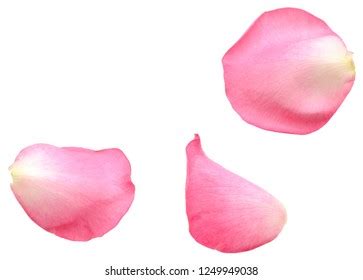 +40 Free Rose Petal Images & Backgrounds | Royalty Free Pictures | Pikwizard