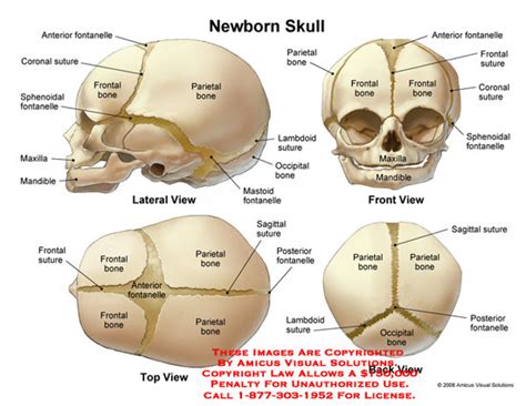 AMICUS Illustration of amicus,anatomy,baby,newborn,infant,skull,head,bones,sutures,fontanelles ...