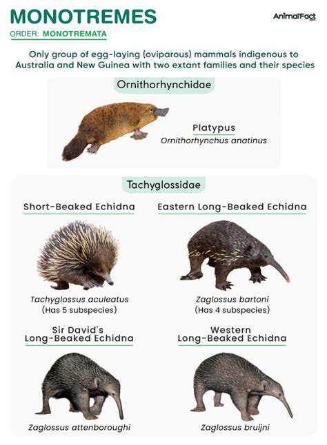 Monotreme - Definition, List, Examples, Characteristics, & Picture