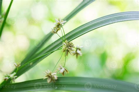 green leaf in nature, nature background 17781567 Stock Photo at Vecteezy