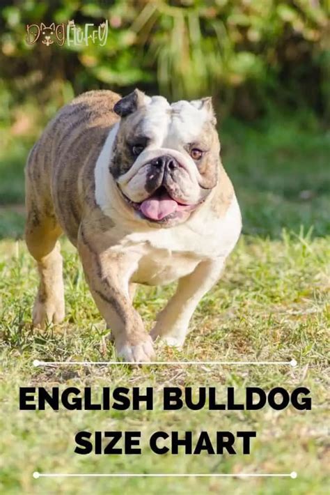 English Bulldog Size Chart = 5+ Important Considerations | Dog Fluffy