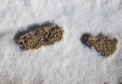 footprints in the snow 5331374 Stock Photo at Vecteezy