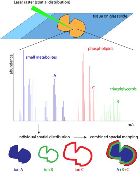 Mass spectrometry imaging - Research Group Metabolic Interactions ...