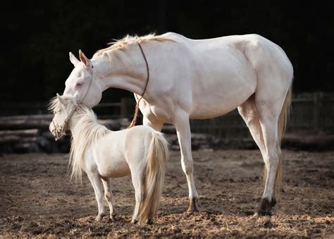 Pony Vs Horse: How are They Different