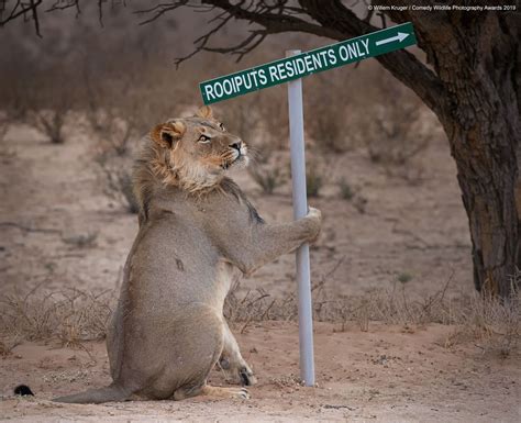 Comedy Wildlife Awards 2019: Die lustigsten Tierbilder des Jahres | BRIGITTE.de