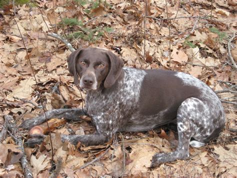 German Shorthaired Pointer Breed Guide - Learn about the German Shorthaired Pointer.