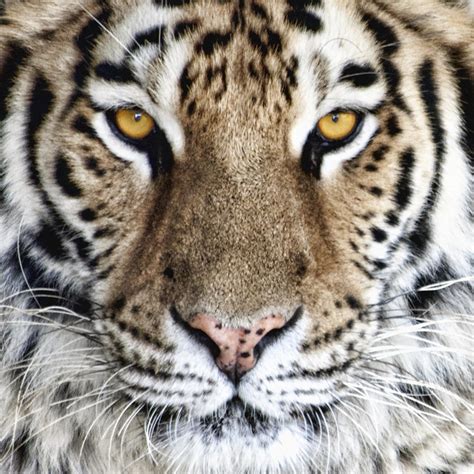 Bengal Tiger Eyes Photograph by Tom Mc Nemar