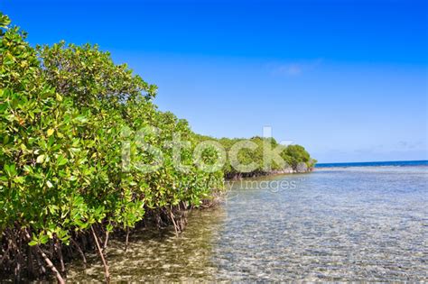 Mangrove Forest And Shallow Waters In A Tropical Island Stock Photo | Royalty-Free | FreeImages