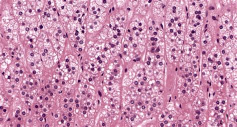 Zona Fasciculata Histology