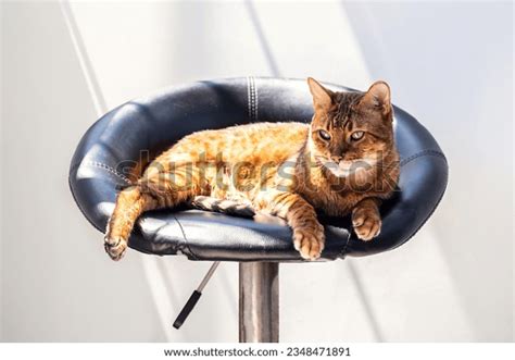 47+ Thousand Cats Chairs Royalty-Free Images, Stock Photos & Pictures | Shutterstock