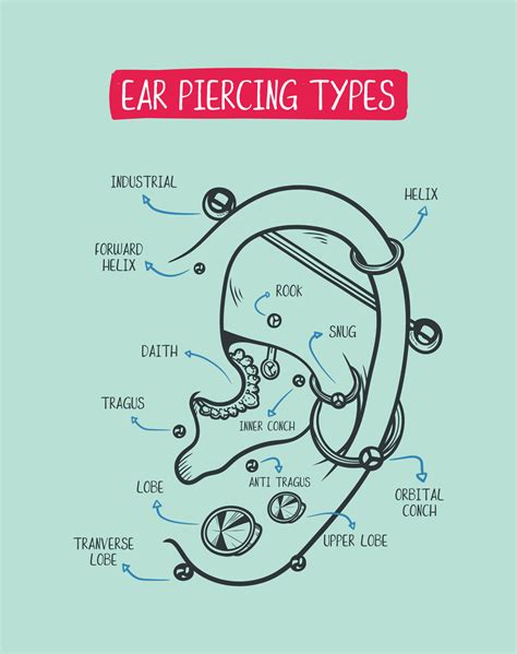 Ear Piercing Types Vector Illustration Labeled Diagram Ear Piercings | Hot Sex Picture