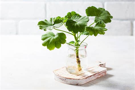 How to Propagate Geraniums from Stem Cuttings | Gardener’s Path