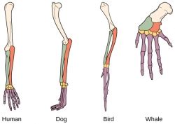 Rocketlit Science Reading for fossil record, homologous structure, analogous structure ...