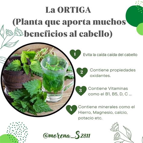 La ortiga para el cabello | Hierbas curativas, Hierbas mágicas, Plantas medicinales hierbas