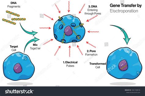 12 Electroporation Stock Vectors, Images & Vector Art | Shutterstock