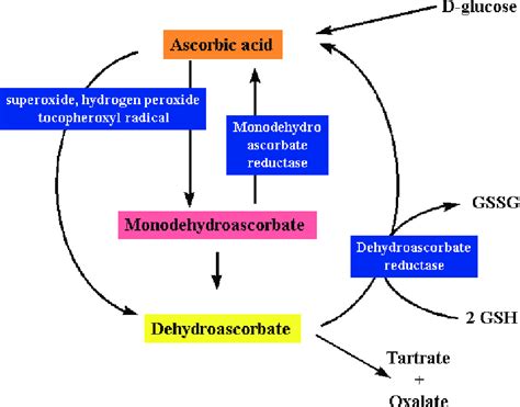 Synthesis and degradation of l-ascorbic acid in plant tissues [18 ...